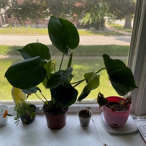 Vanessa added a photo of their purchase