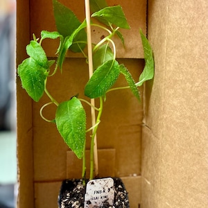 Melissa ha añadido una foto de su compra