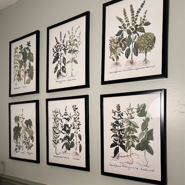 botanical herb prints set of 4 unframed botanical herb... Antique Herbs Print Set No. 32, Herb Prints, Botanical Prints ...