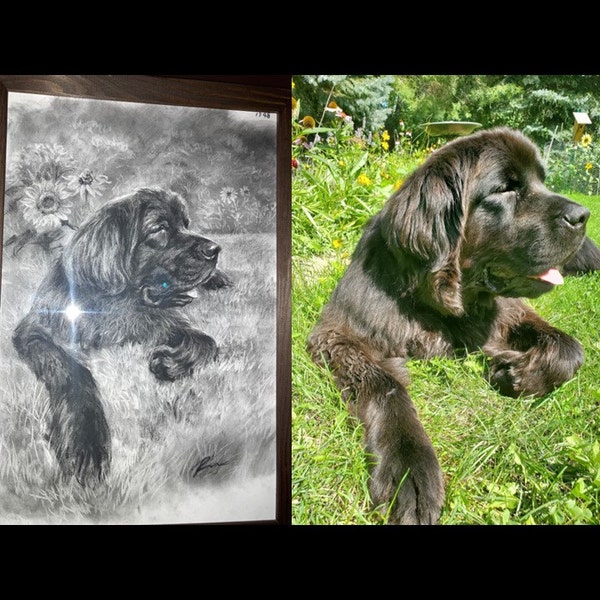 Custom Pet Portraits Using Pet Photo Personalized Hand Drawn Dog ...