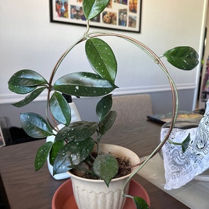 Margarita added a photo of their purchase