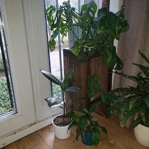 amirbsan ha añadido una foto de su compra