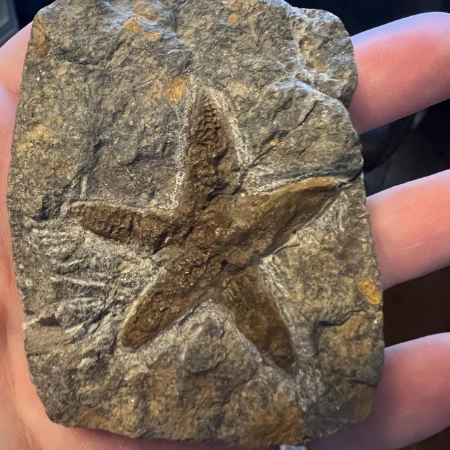 Fossil Petraster Starfish Morocco 440 Million Years Old - Etsy
