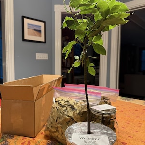 Laura added a photo of their purchase
