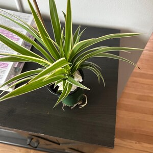 eniyah added a photo of their purchase