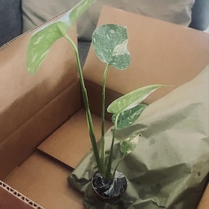 karina added a photo of their purchase