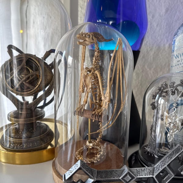 Wyvern Skeleton, Curiosity Cabinet - Etsy