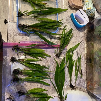 Java Fern Narrow-leaf microsorum Pteropus 'narrow' BUY3GET1FREE Live ...