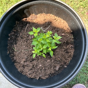 Marina added a photo of their purchase