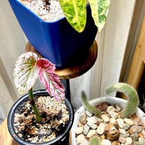 Rewa added a photo of their purchase