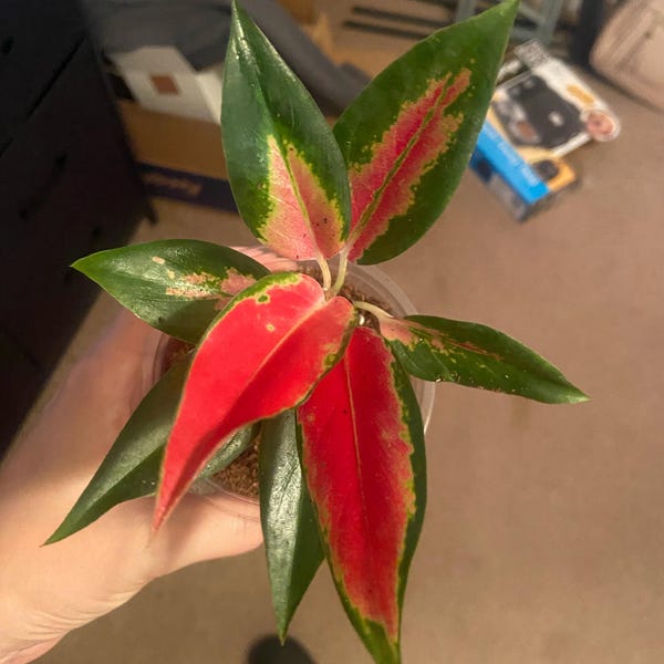 Aglaonema Red King Starter Plant **(ALL Plants Require You to Purchase ...