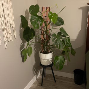 Rachel added a photo of their purchase