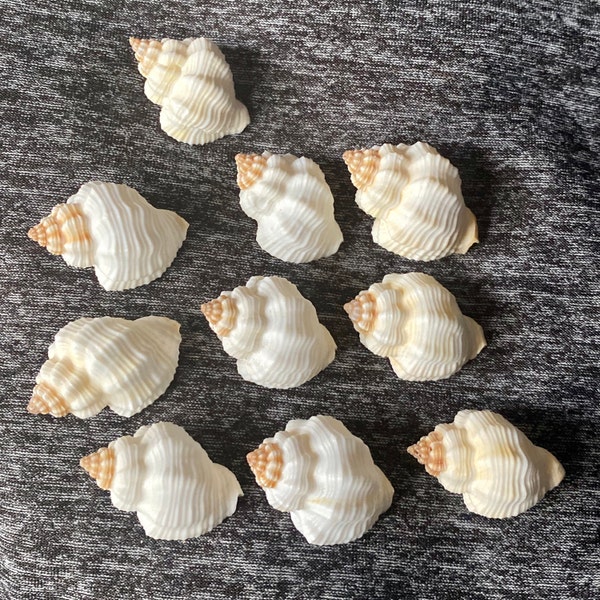 Clementia Shell Nutmeg Cancellaria Shells 1