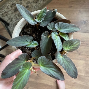 Tabitha ha añadido una foto de su compra