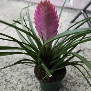 4 Inch Potted Pink Bromeliad Tillandsia Air Plant - Easy Care