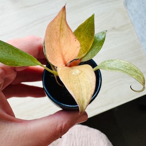 Brandi a ajouté une photo de son achat