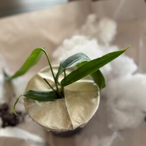 Grace a ajouté une photo de son achat