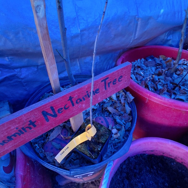 Paw Paw Indian Banana Tree in Quart Pot, Paw Paw Tree Live Plant ...