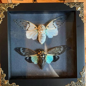 Bug Frames Cicada Pair The White Ghost + The Turquoise Wing In Shadow Box Frame Display