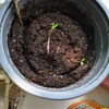Heirloom NON OGM gigante italiano del pomodoro Albero 25 semi Heirloom NON OGM gigante italiano del pomodoro Albero 25 semi