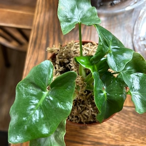 Pam added a photo of their purchase