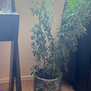 Alexis added a photo of their purchase