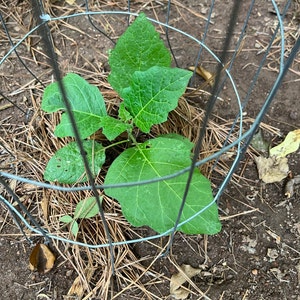 Striped Garden Egg (Striped Toga Eggplant) – Truelove Seeds