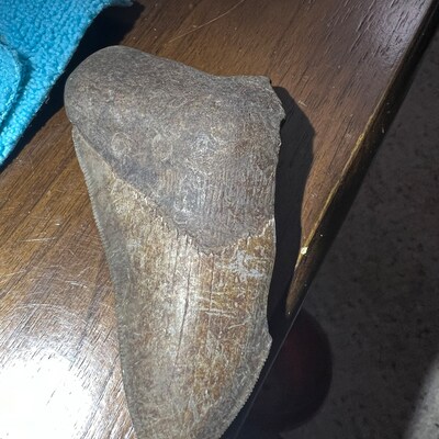 Broken Megalodon Shark Teeth, Real Fossil Sharks Tooth, Unique Arts and