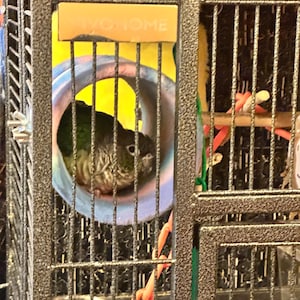 Topaz adicionaram uma foto da sua compra