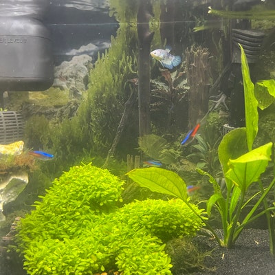 Aquarium / Terrarium Background / Rocky With Plants - Etsy