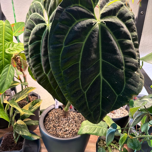 Anthurium Sp Morona Plantlets - Etsy