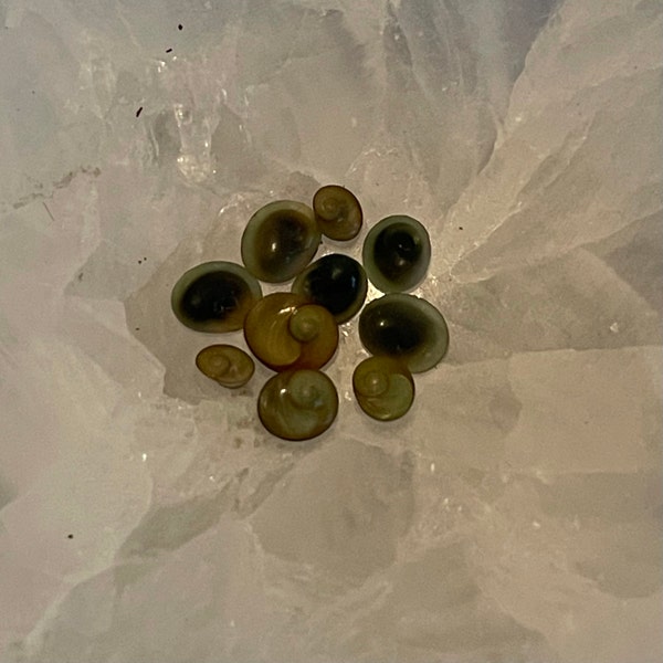 Mini Operculum, Astralium Calcar, Mini Shiva Shells (3/16 - 3/8