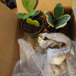 Sweet Heart Houseplant Hoya Kerrii Vine