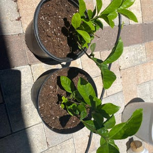 Tetiana added a photo of their purchase