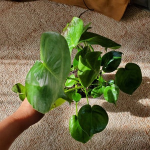 Elizabeth added a photo of their purchase