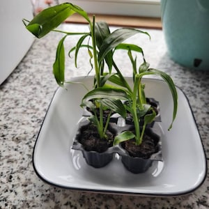 Carol added a photo of their purchase