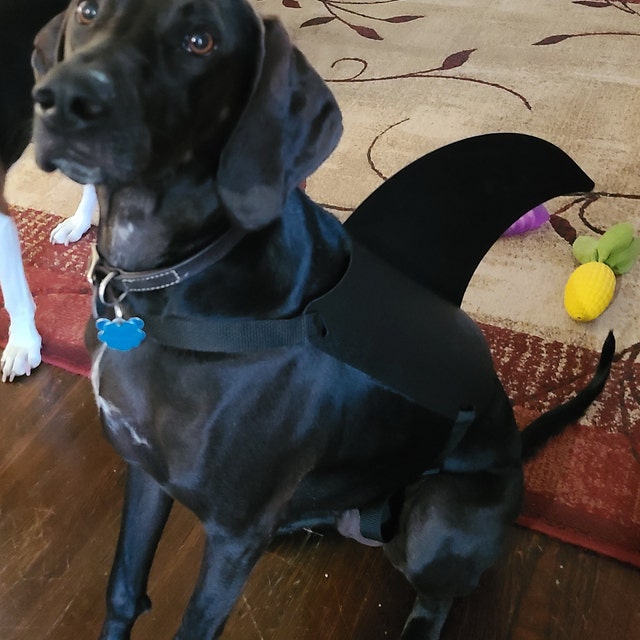 Shark Fins For Dogs. Dog Shark Fins. Shark Dog by LABRASHARK
