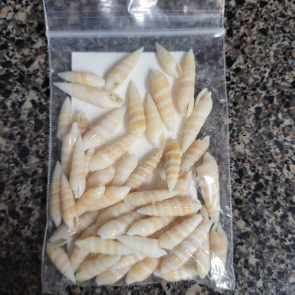 BITTERSWEET CHEVRON SEASHELLS ~ 10-100pcs ~ Sunrise Shell ~ Coastal ...