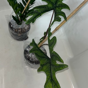 Tychelle ha añadido una foto de su compra