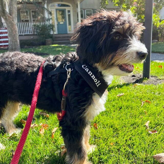 Julius clearance k9 cockapoo