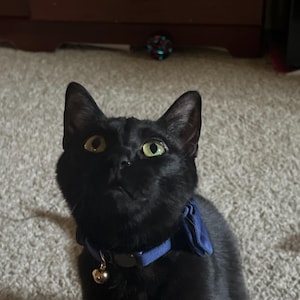 Lex added a photo of their purchase