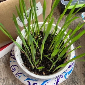 Rebecca added a photo of their purchase