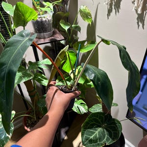 lamp plants Grow Bulb