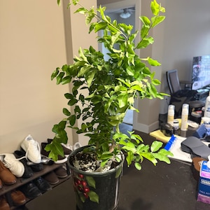 Christopher added a photo of their purchase