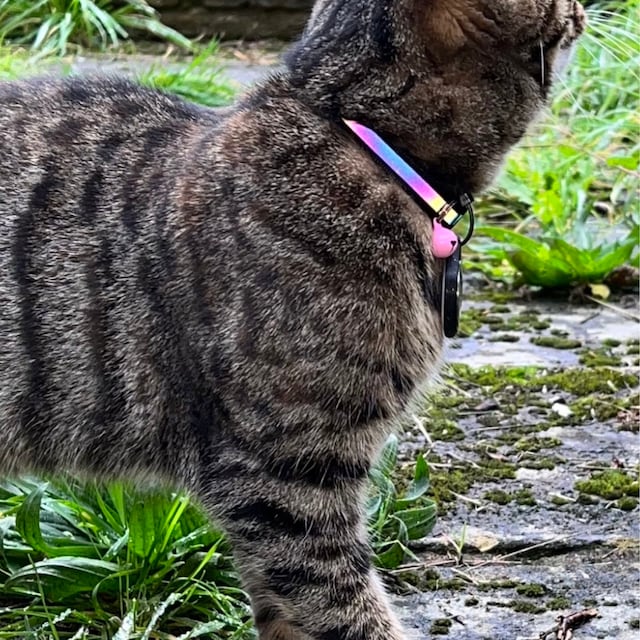 Close Up Of Cat Wearing Reflective Collar