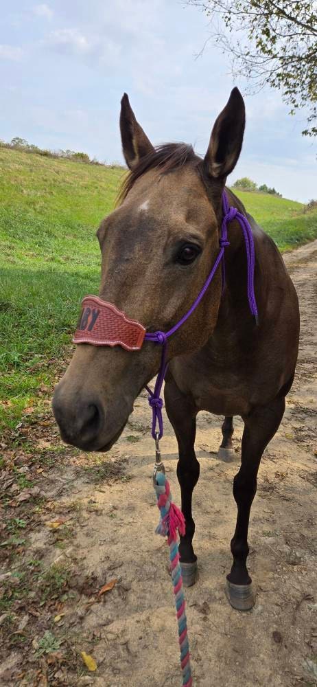 Custom Bronc Noseband with Premium Yacht Rope Halter