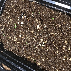 Lavender Pink lavandula Angustifolia Rosea 20 Seeds - Etsy