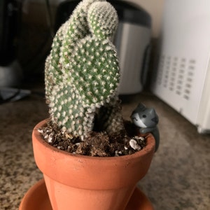 Anubis added a photo of their purchase