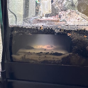 Micai added a photo of their purchase