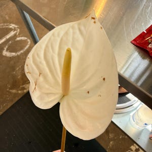 Fresh Cut Anthurium White Stems | Long-lasting Tropical Flowers | Wedding &  Event Dcor - Etsy